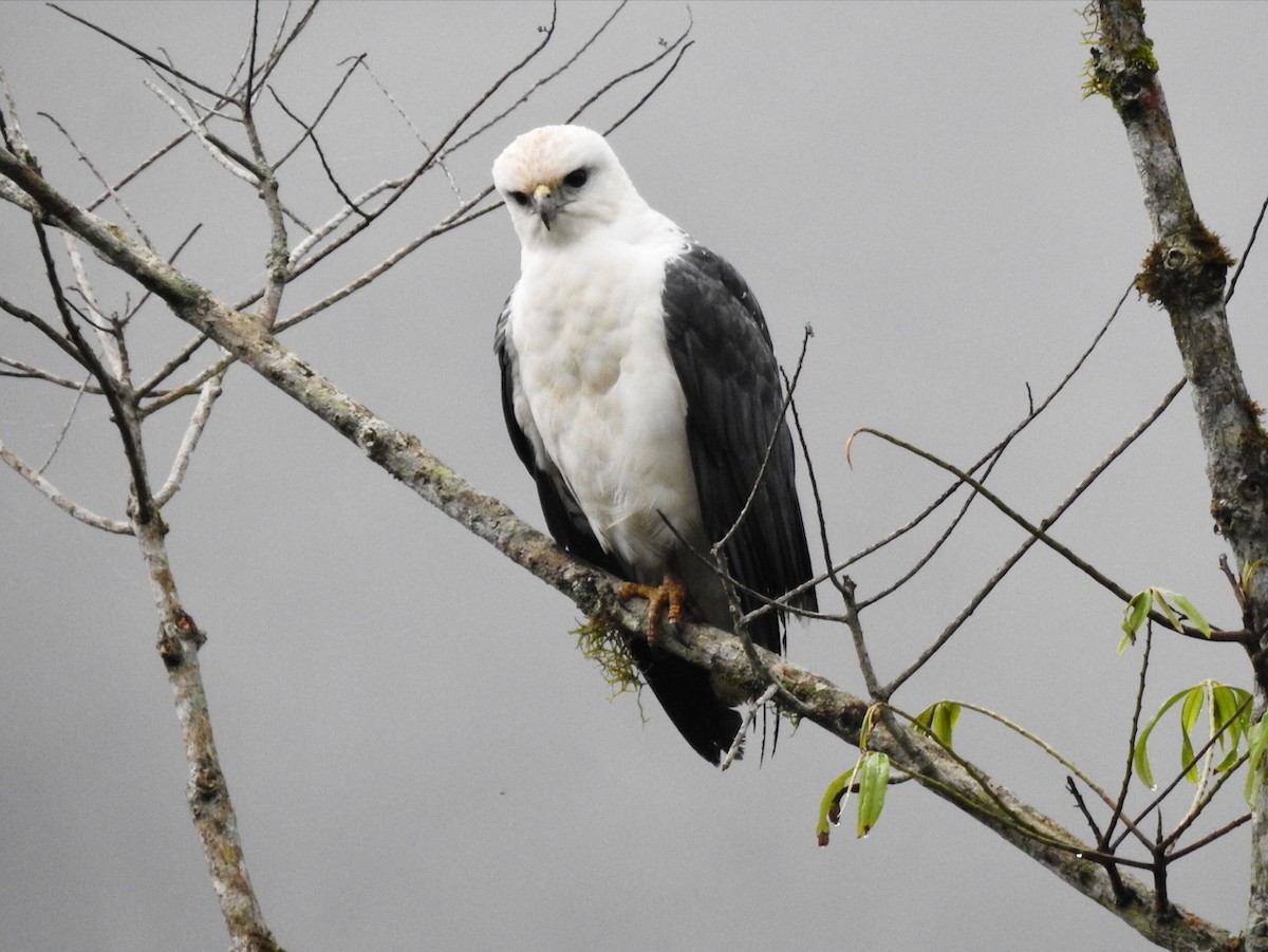 Mantelbussard - ML644651323