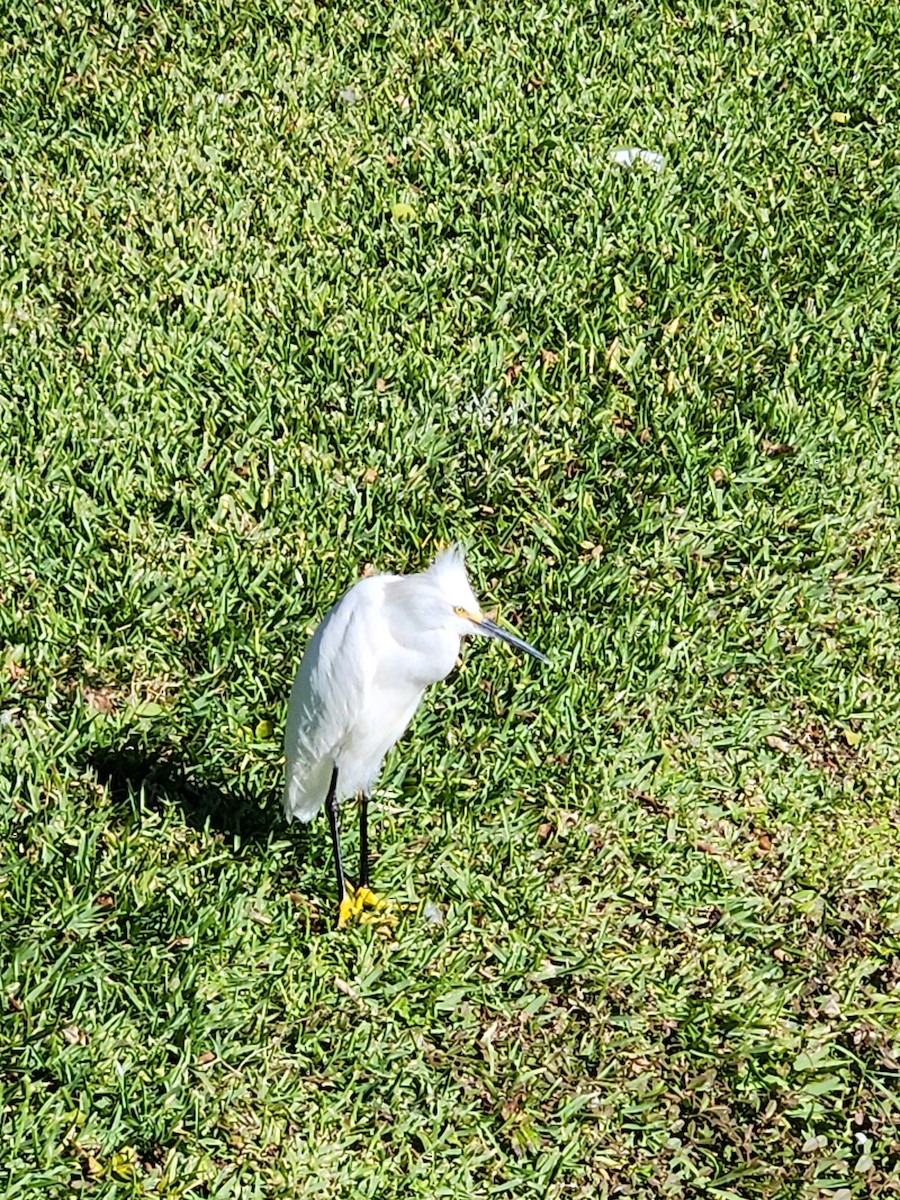 Schmuckreiher - ML644651324