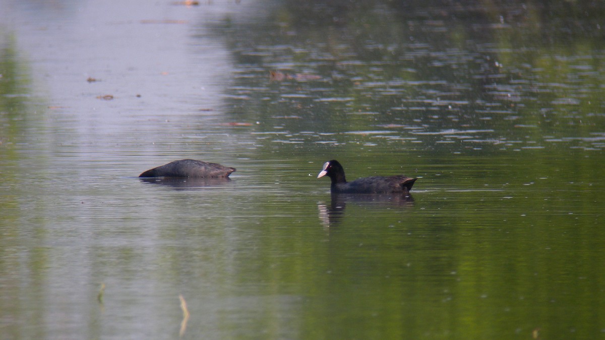 Blässhuhn - ML644651326