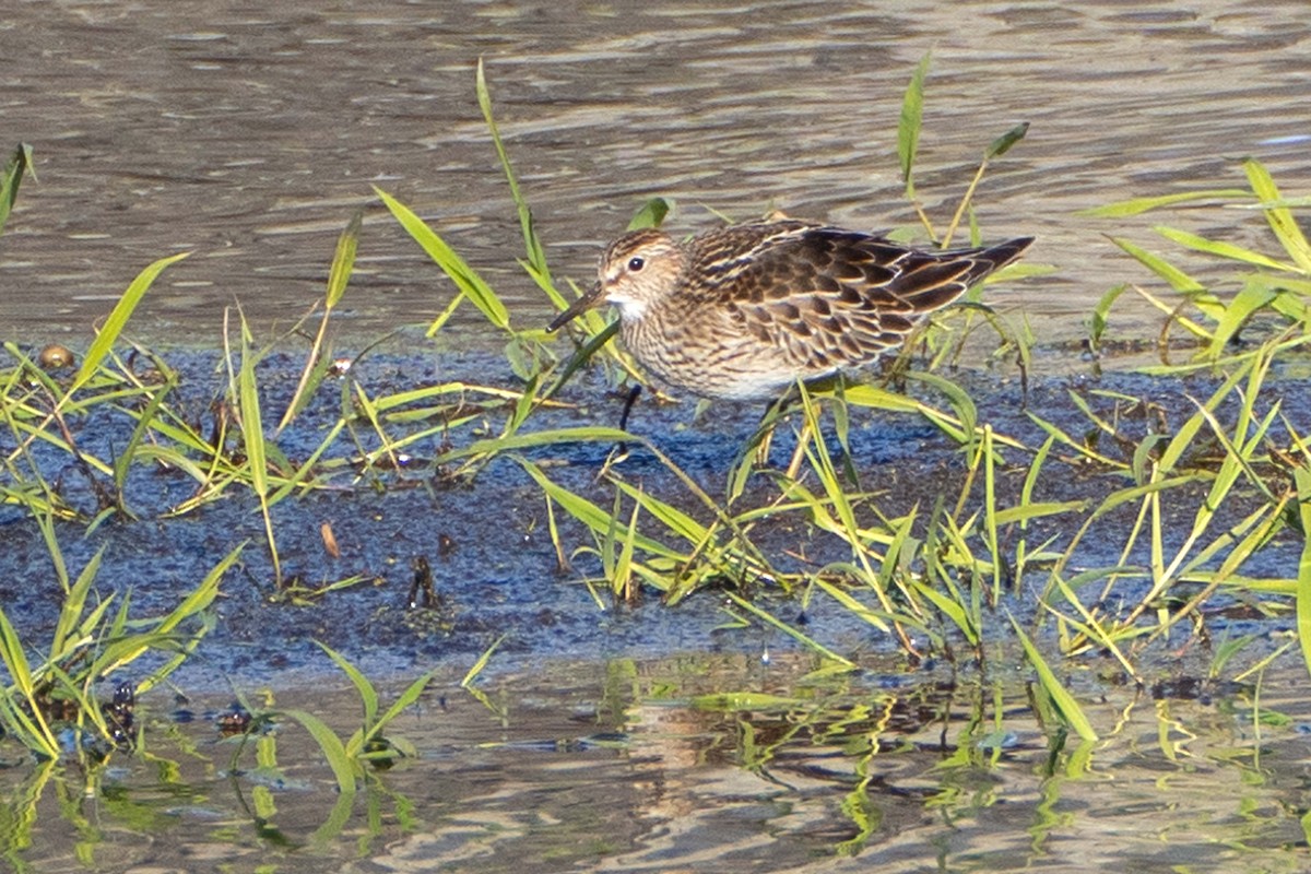 Graubrust-Strandläufer - ML644651327