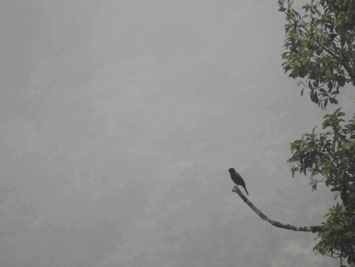 Gelbfußdrossel - ML644651328