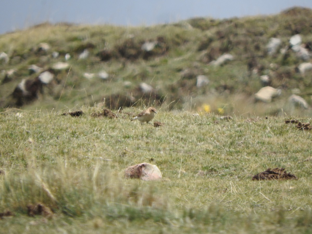 Zimthals-Erdhacker - ML644651329