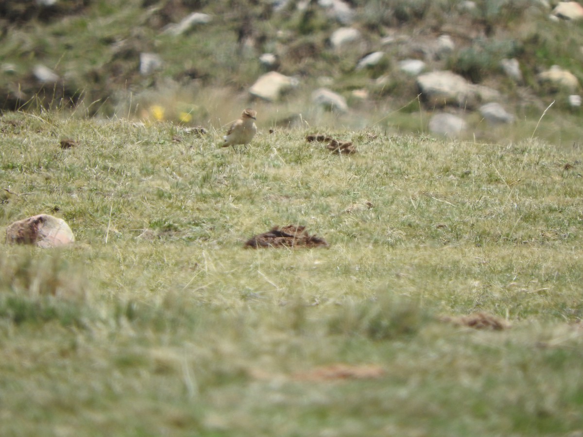 Zimthals-Erdhacker - ML644651330