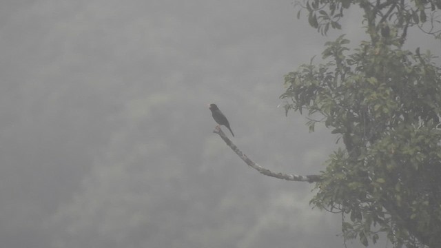 キアシクロウタドリ - ML644651331