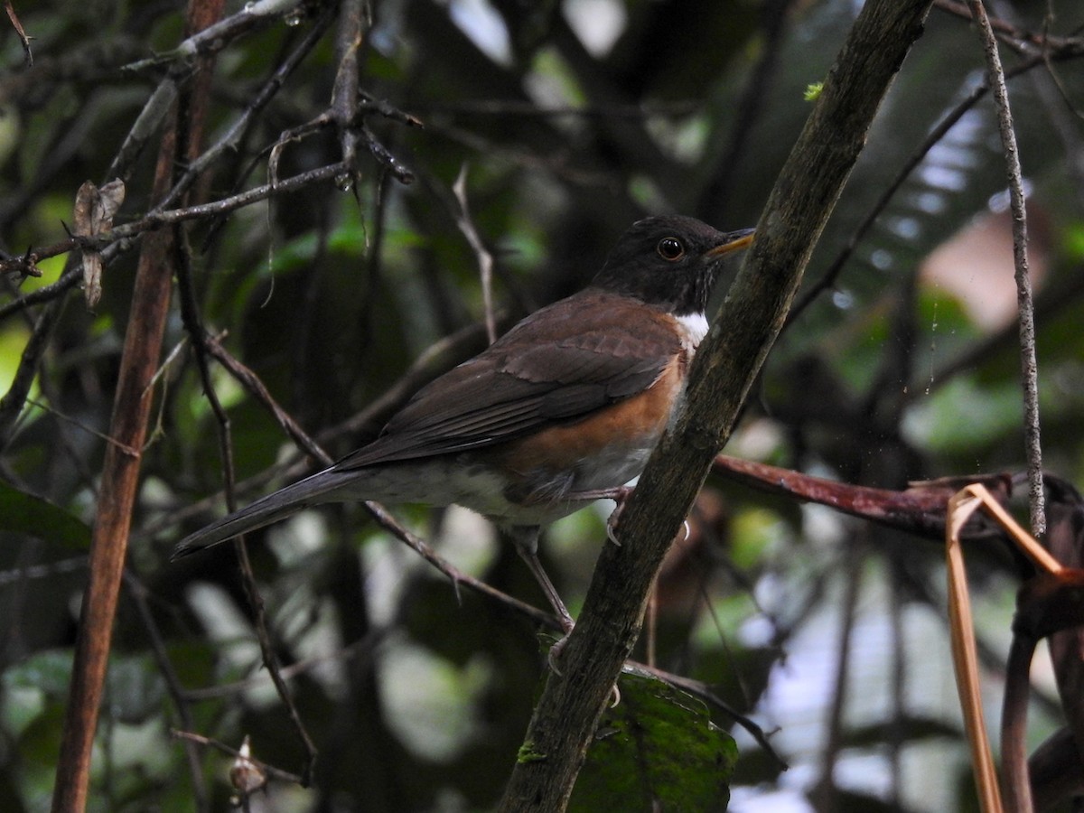 Halbringdrossel - ML644651332