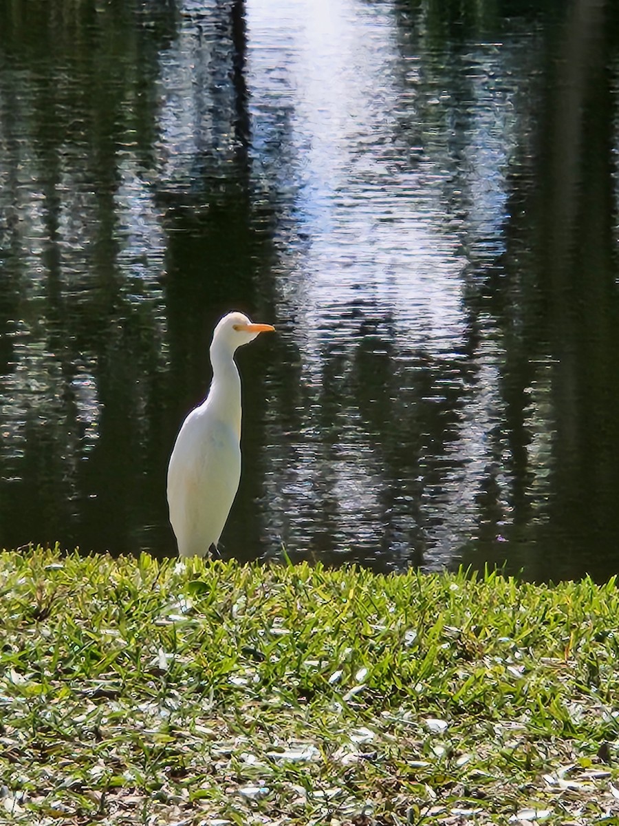 Kuhreiher - ML644651334