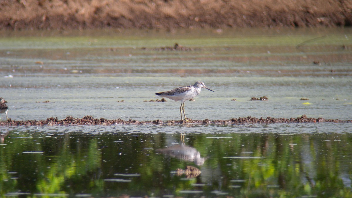 Grünschenkel - ML644651336