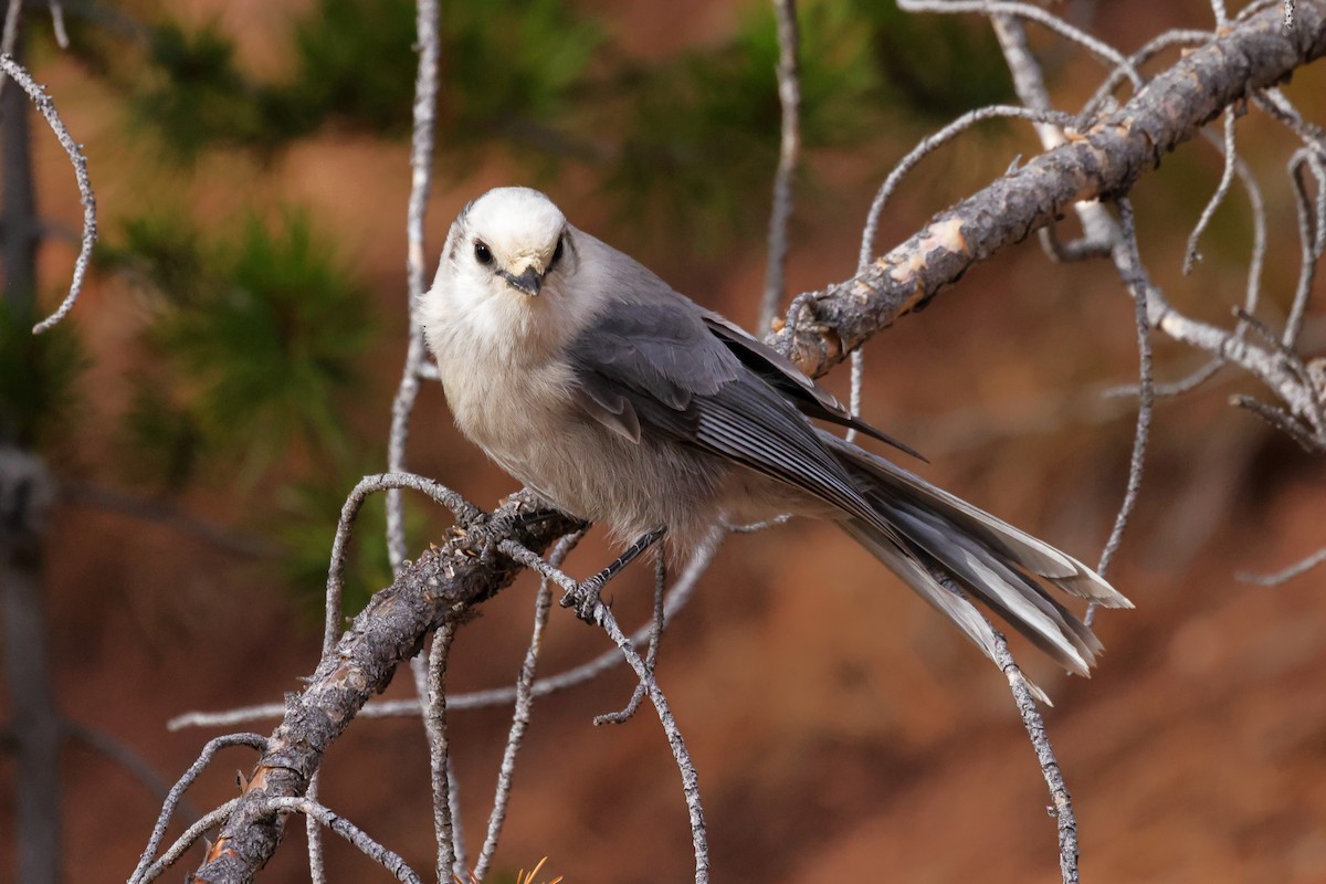 Canada Jay - ML644651346