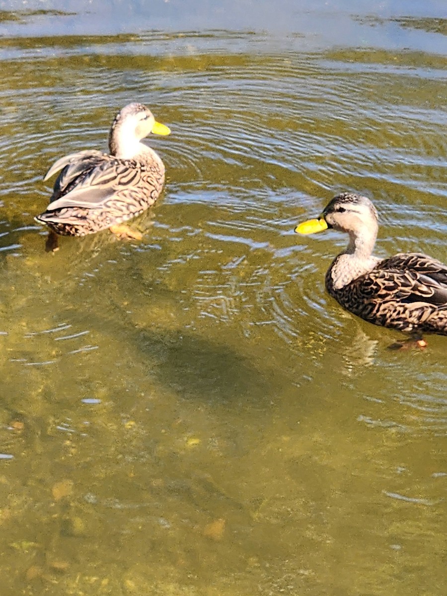 kachna pobřežní - ML644651347