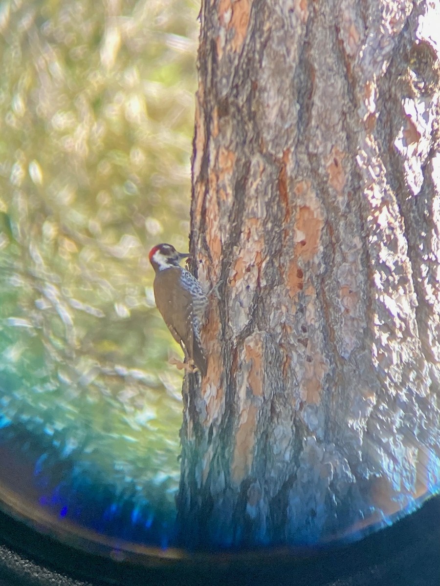 Arizona Woodpecker - ML644651348