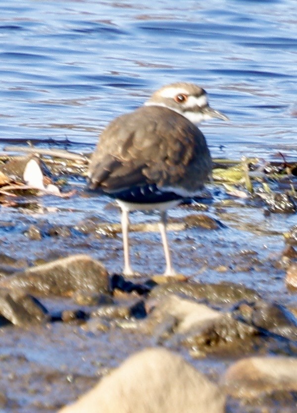 Killdeer - ML644651356