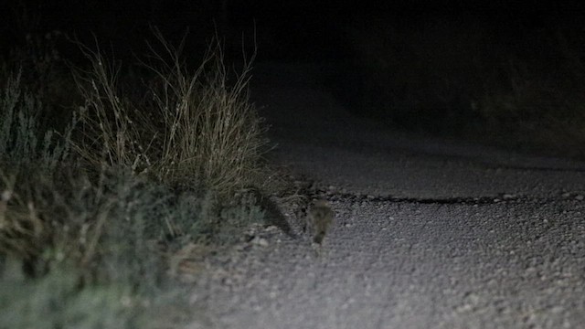 Oedicnème criard - ML644651358