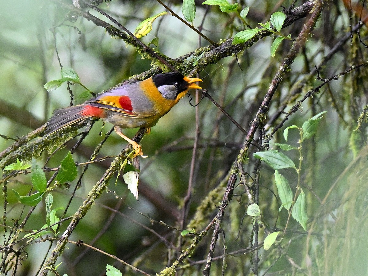 Мезія сріблястощока - ML644651360