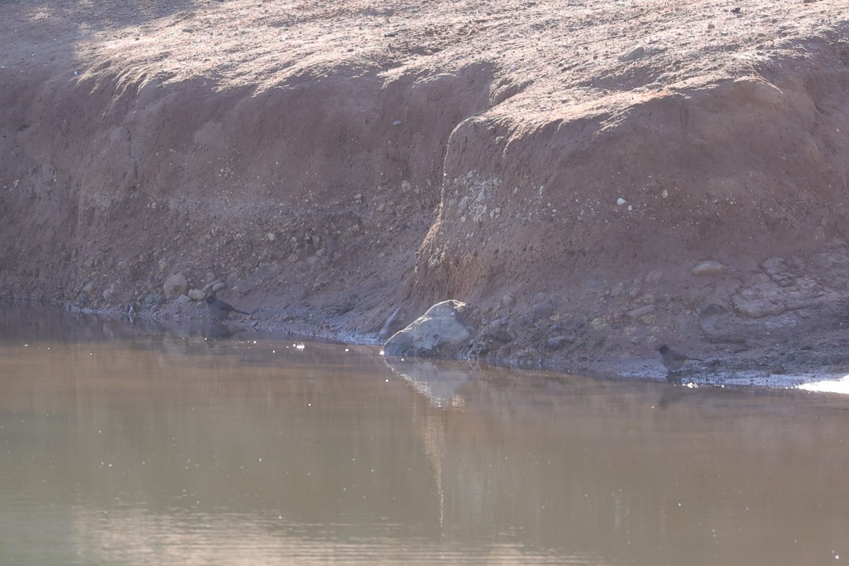 Bulbul du Cap - ML644651367