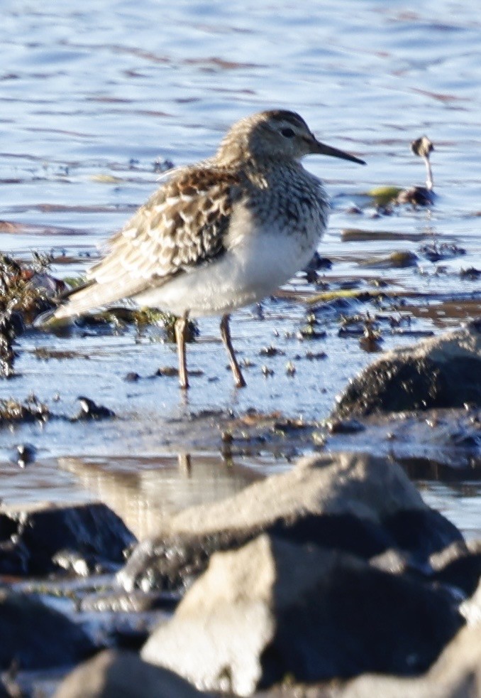 Орог элсэг - ML644651369