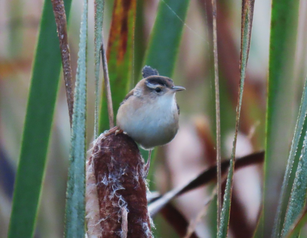 Troglodyte des marais - ML644651371