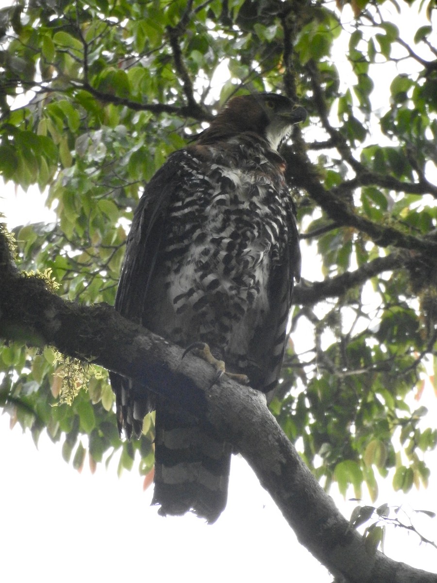 アカエリクマタカ - ML644651374