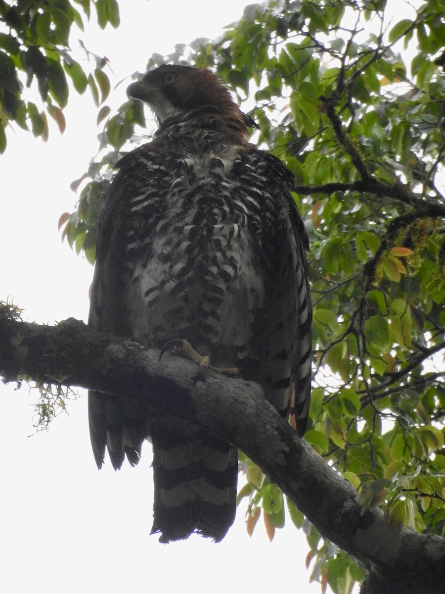 アカエリクマタカ - ML644651375