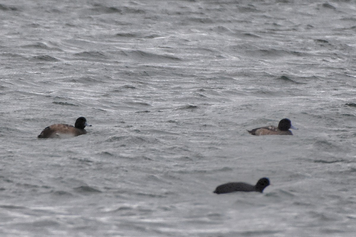 スズガモ - ML644651377