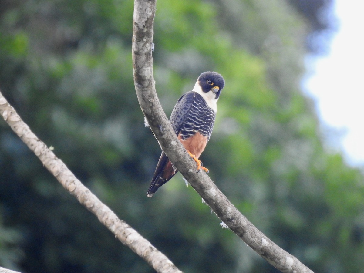 コウモリハヤブサ - ML644651378