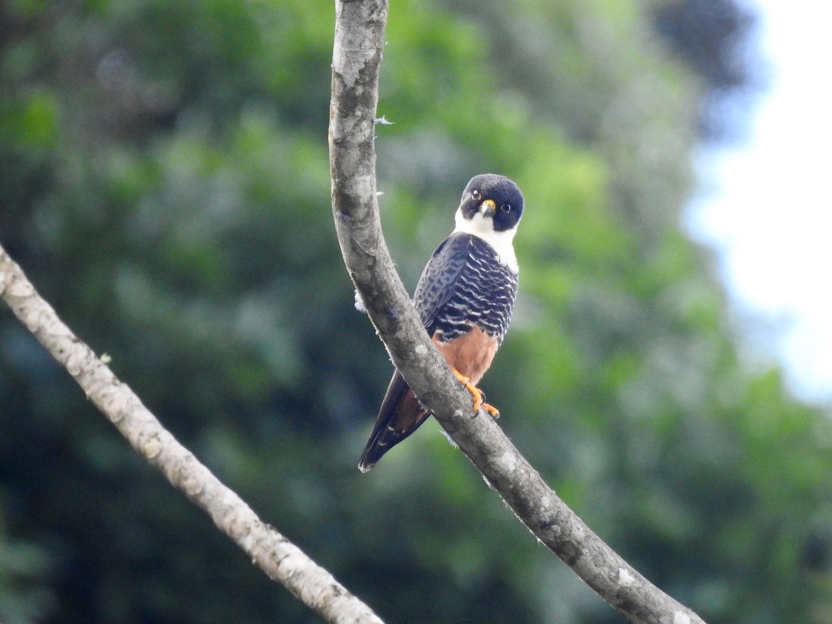 コウモリハヤブサ - ML644651379