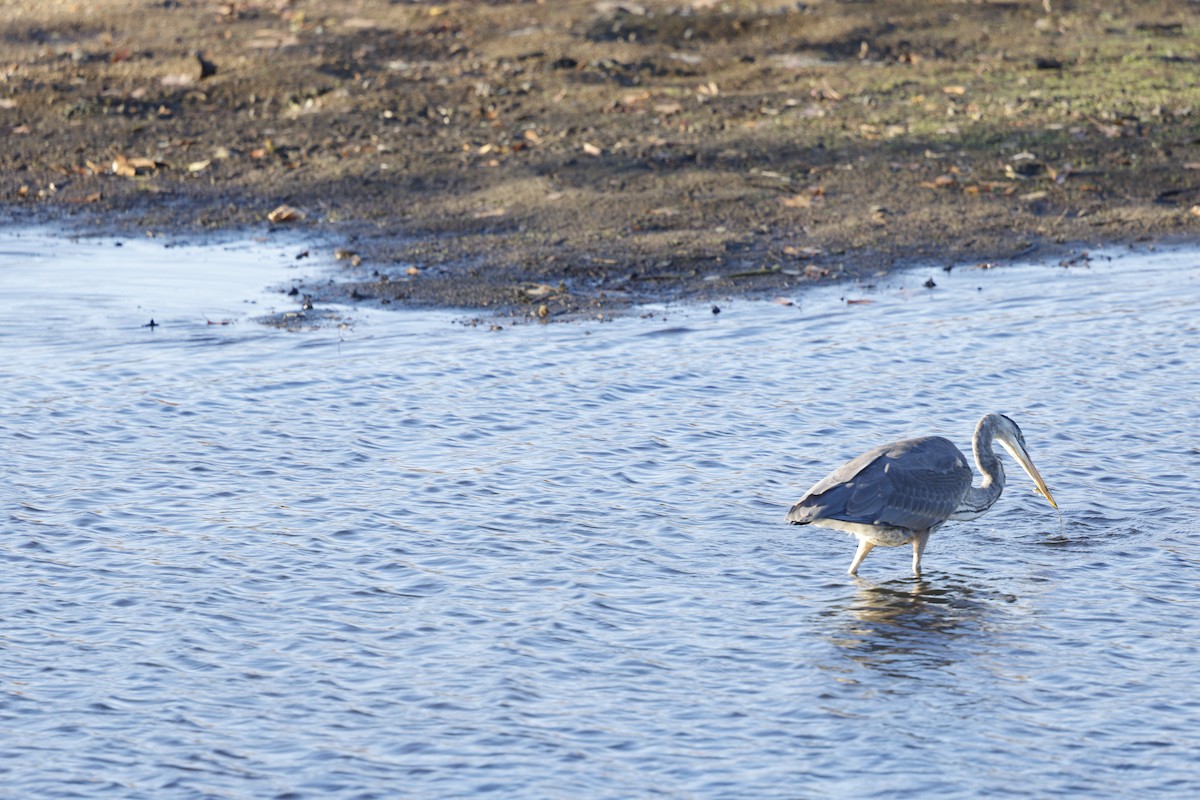 Great Blue Heron - ML644651385