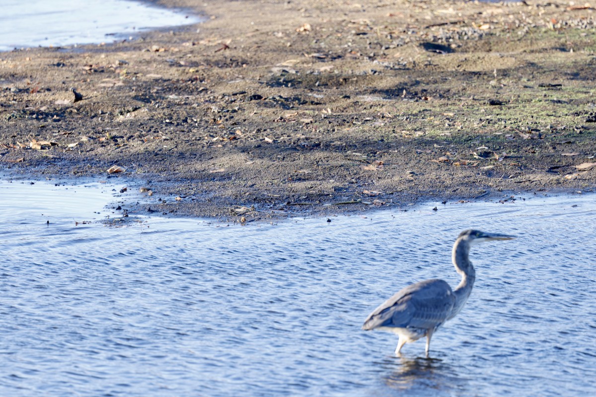 Great Blue Heron - ML644651386