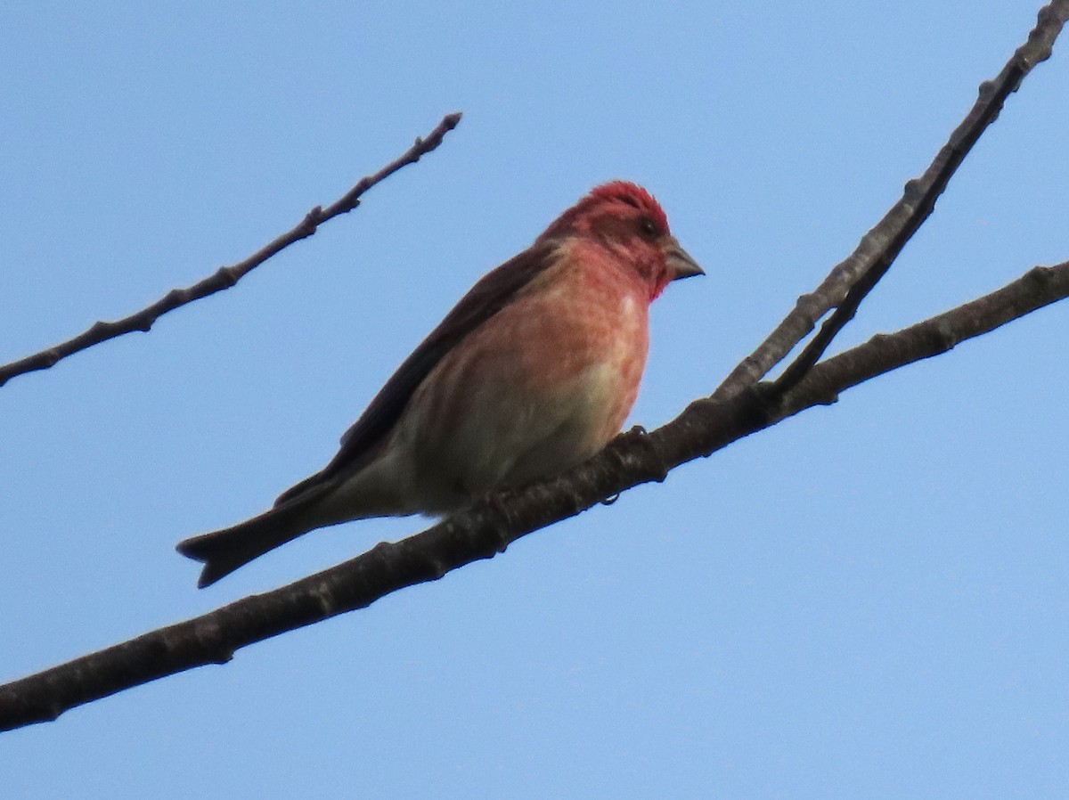 Roselin pourpré - ML644651387