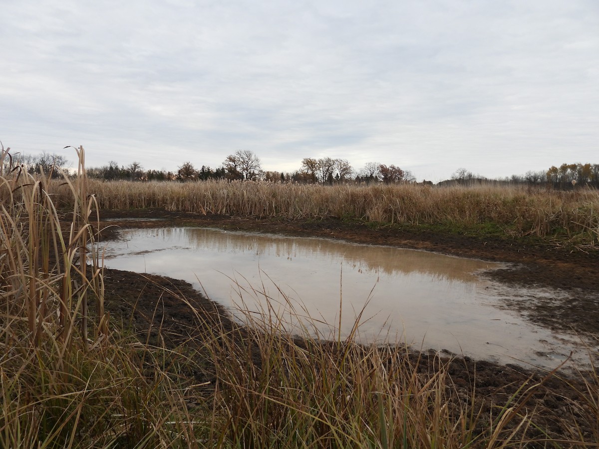 Dark-eyed Junco - ML644651391