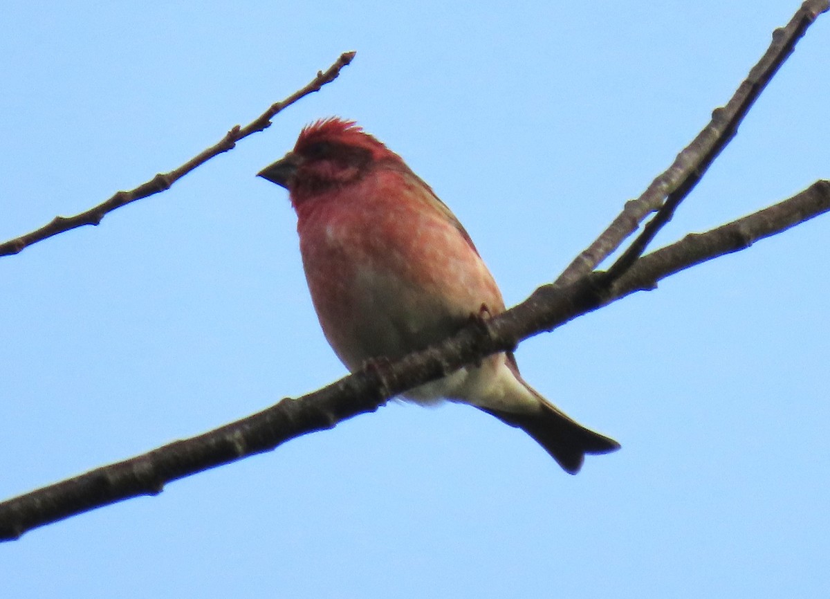 Roselin pourpré - ML644651396