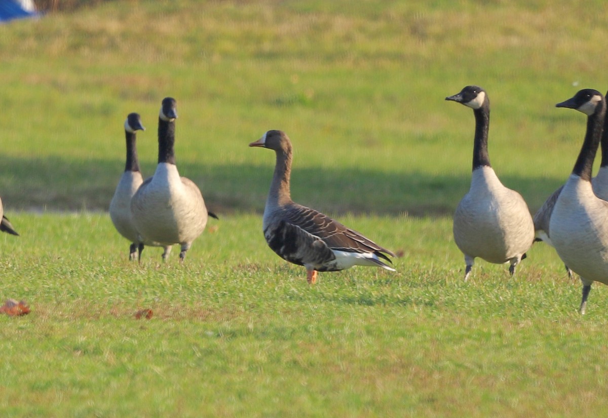 白額雁(gambelli/sponsa) - ML644651398