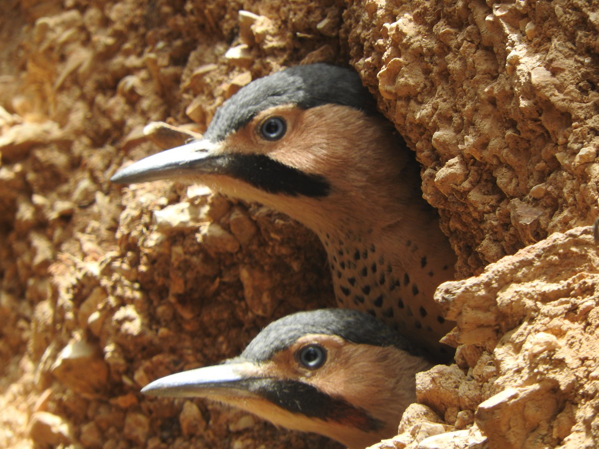 Andean Flicker - ML644651399