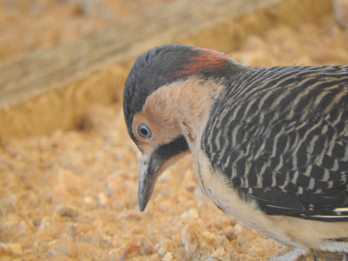 Andean Flicker - ML644651400