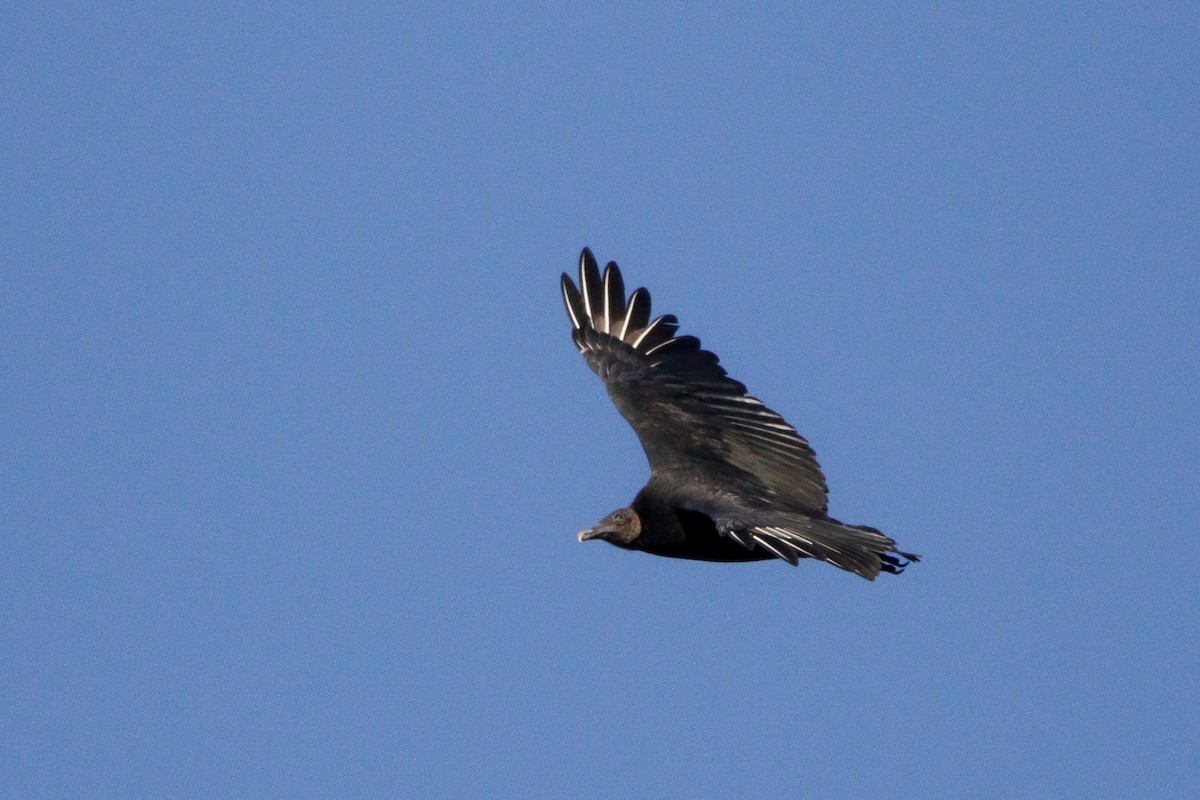 Black Vulture - ML644651401