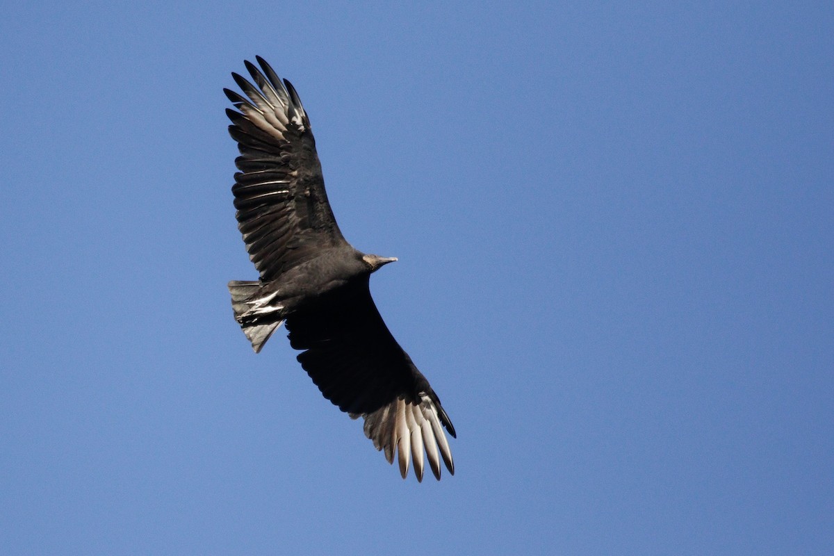 Black Vulture - ML644651402
