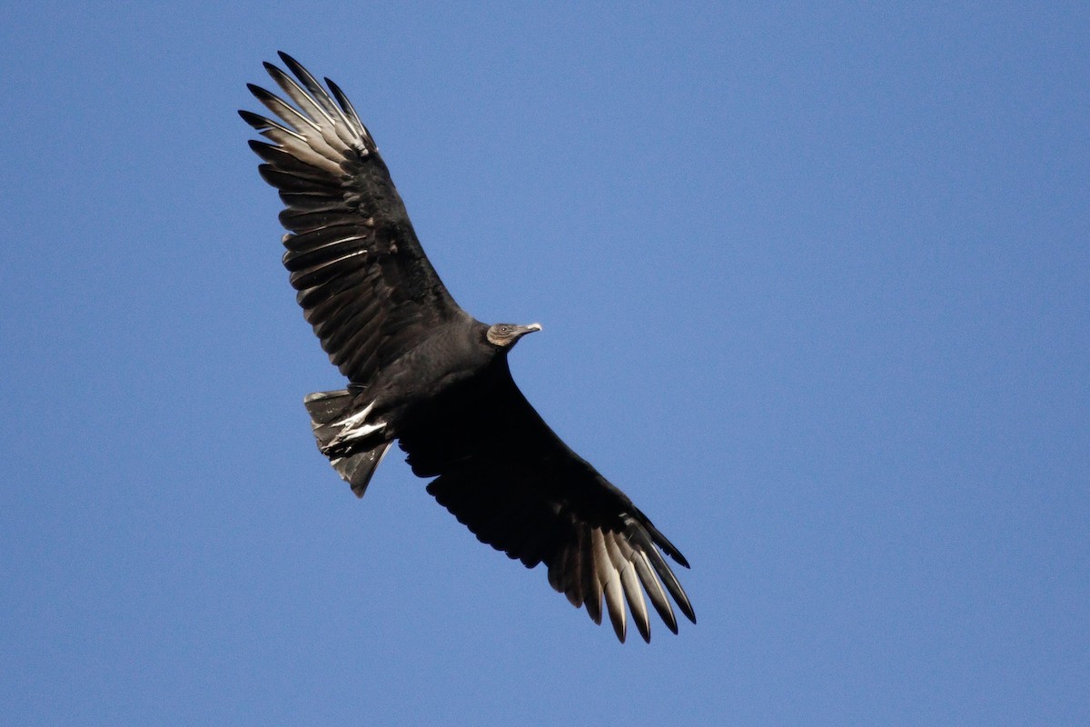 Black Vulture - ML644651403