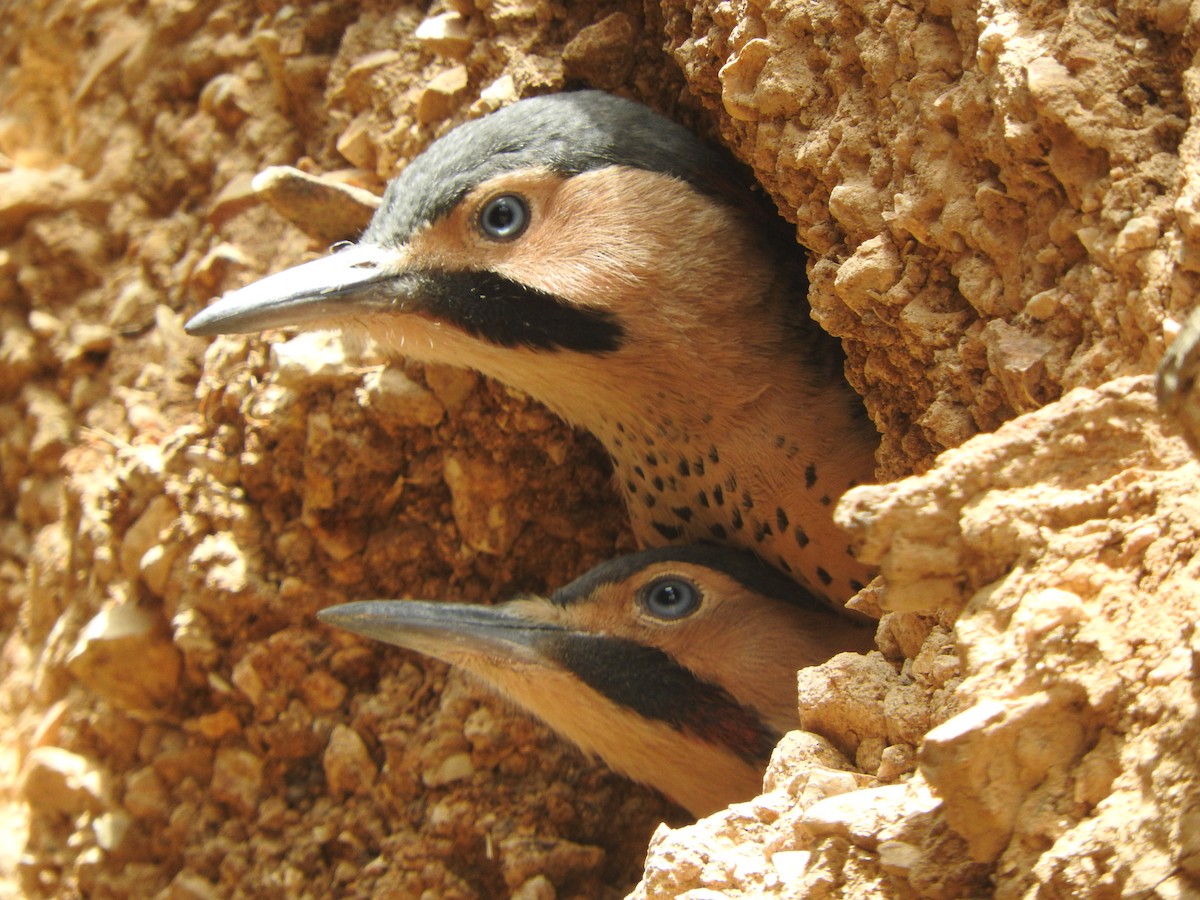 Andean Flicker - ML644651404