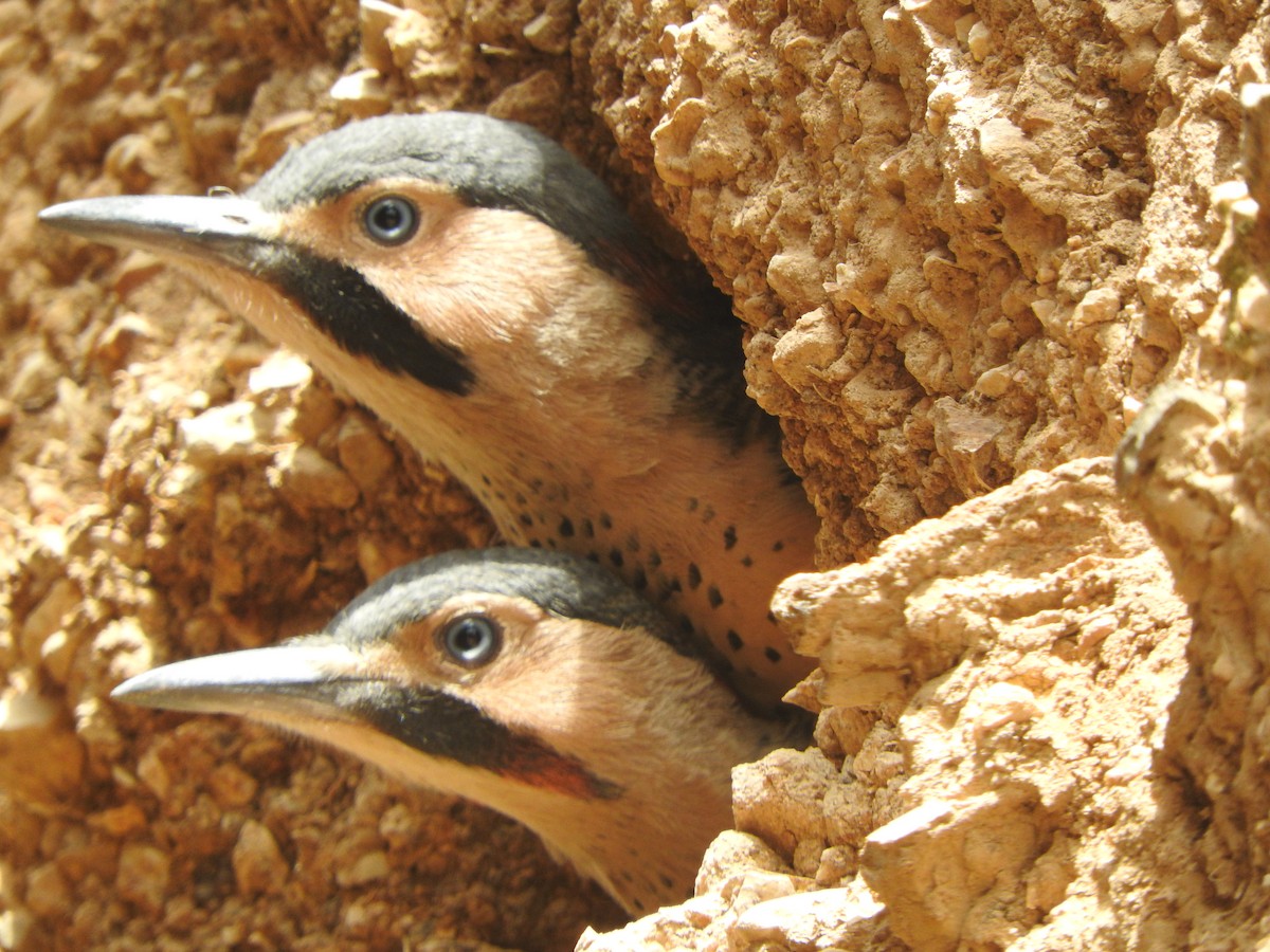 Andean Flicker - ML644651405