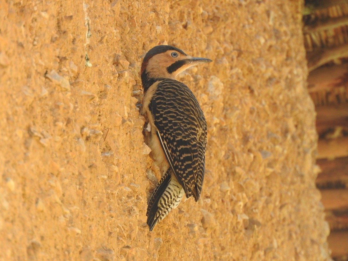 Andean Flicker - ML644651406