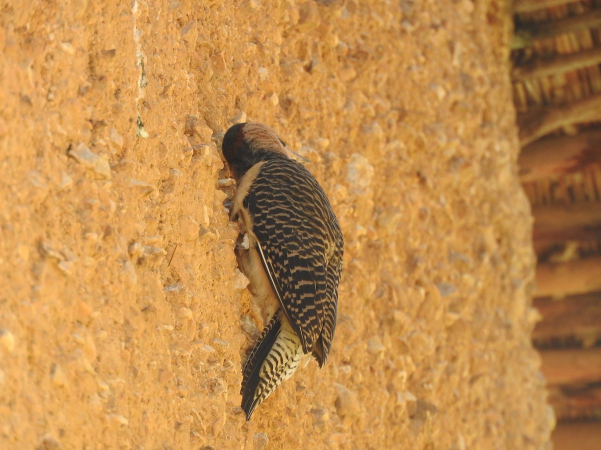 Andean Flicker - ML644651407