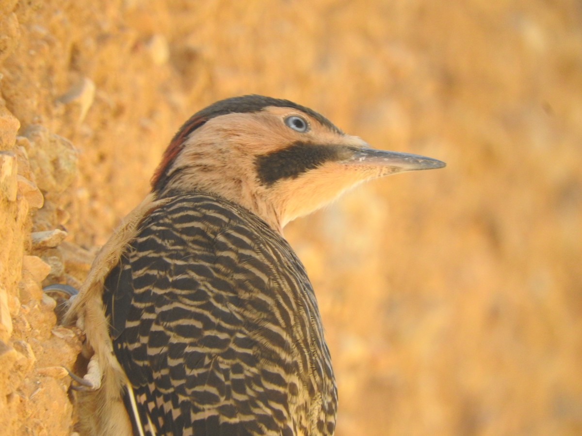 Andean Flicker - ML644651408