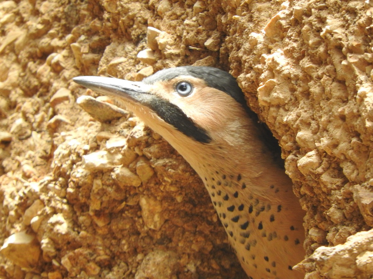 Andean Flicker - ML644651409