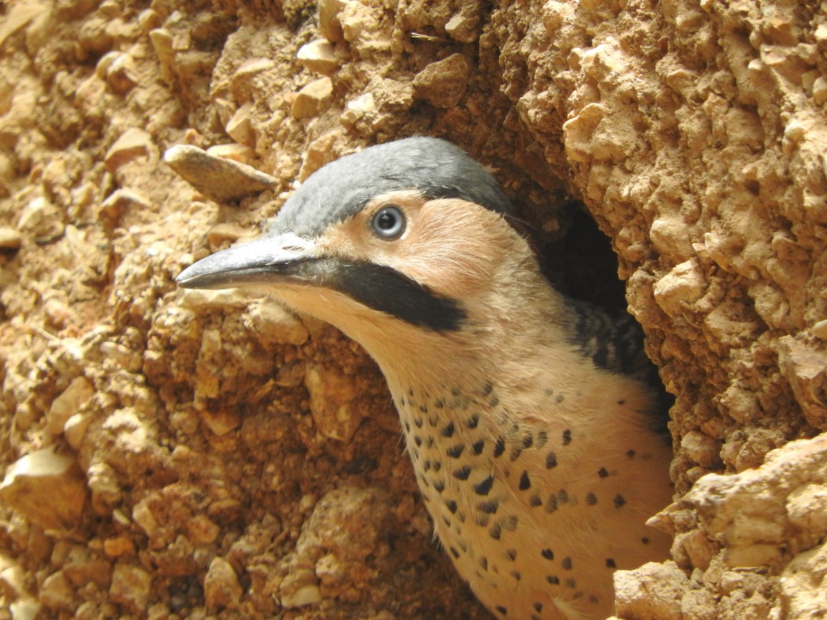 Andean Flicker - ML644651410