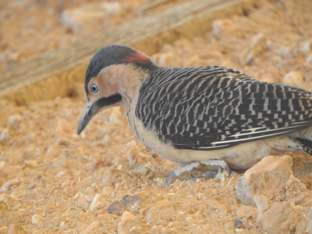 Andean Flicker - ML644651412