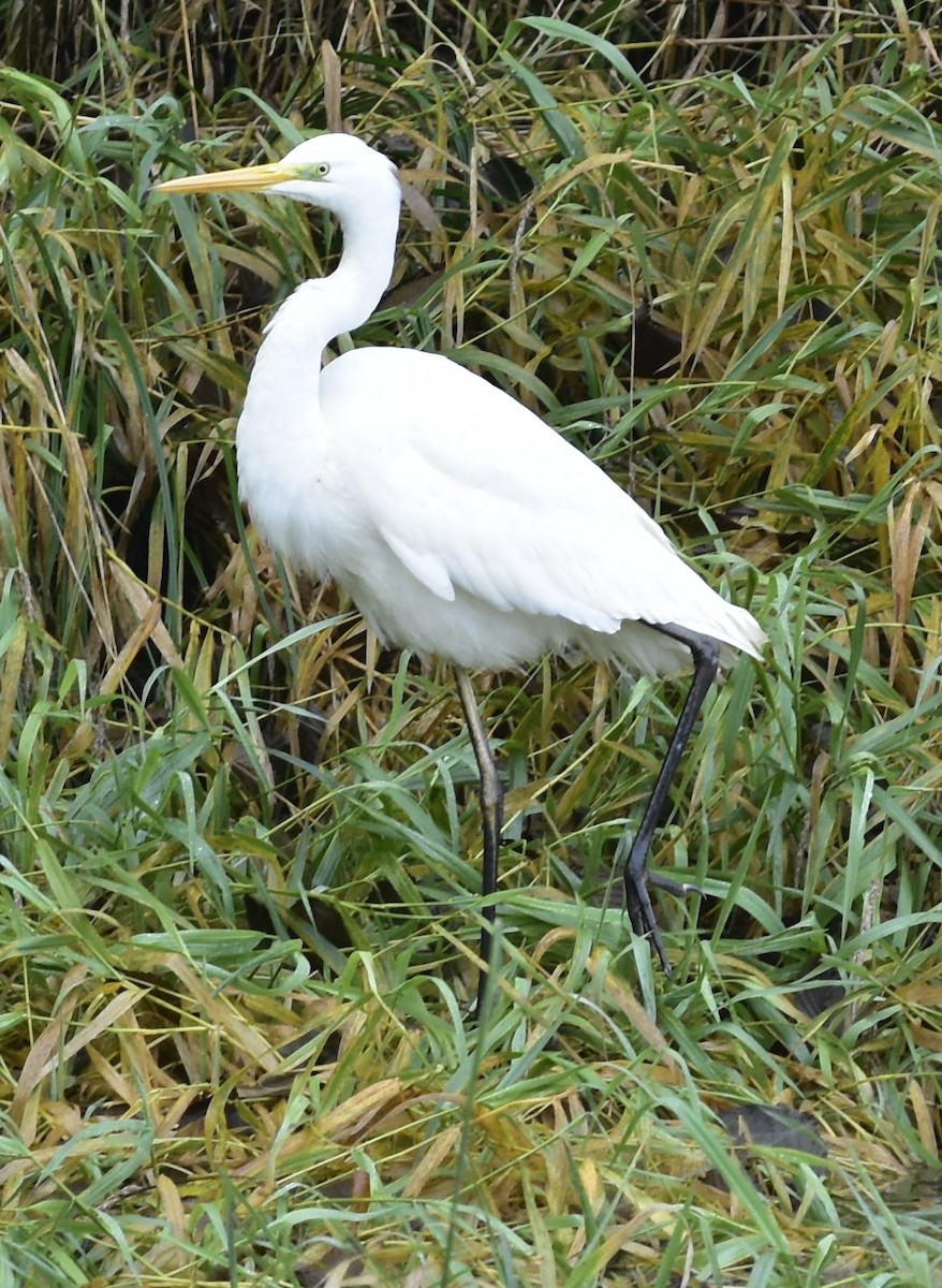 大白鷺 - ML644651413