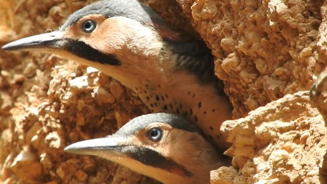 Andean Flicker - ML644651414