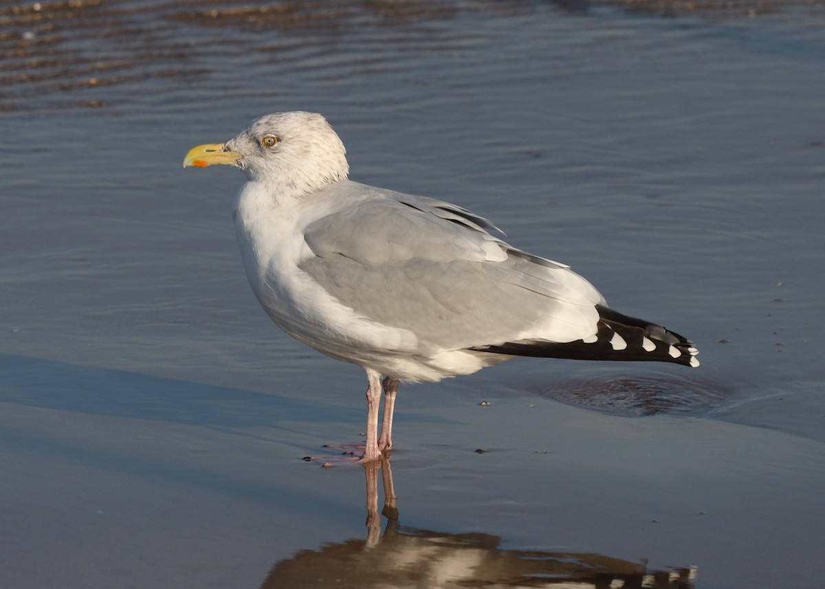 American Herring Gull - ML644651415