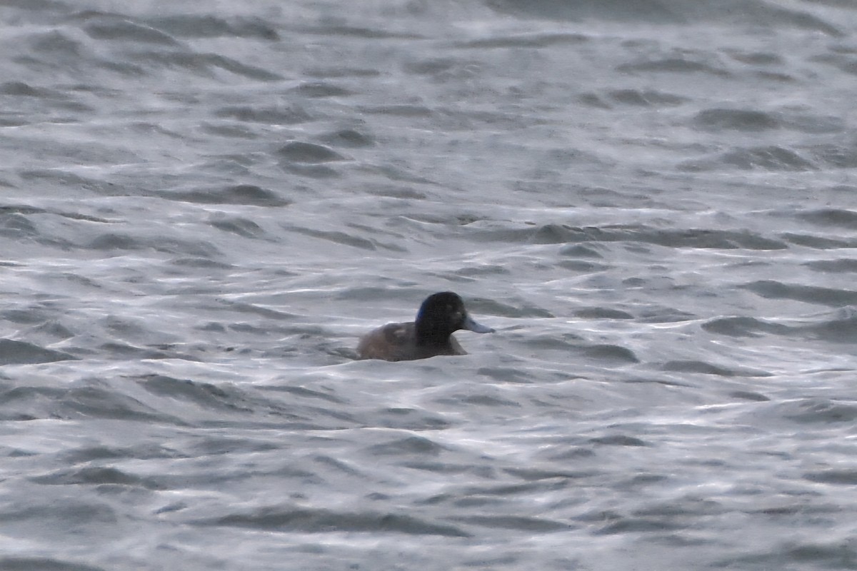 斑背潛鴨 - ML644651416