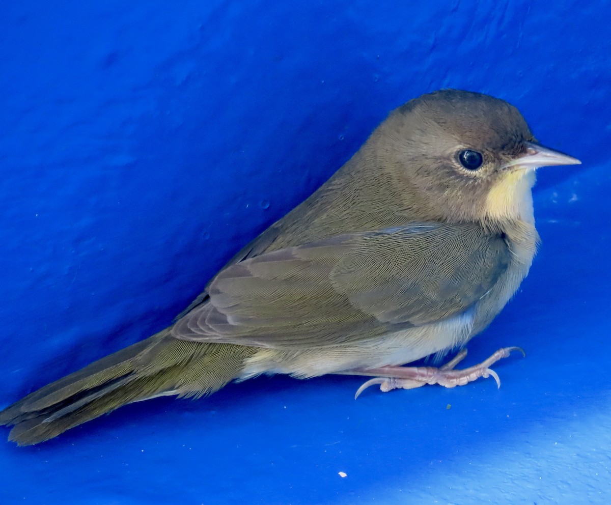 lesňáček žlutohrdlý - ML644651418