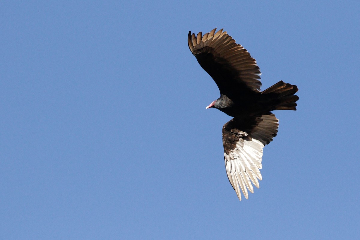 Turkey Vulture - ML644651419